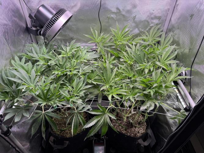 2X3 Baby Yoda & Ice Cream Cake. Week 8 - 1/1