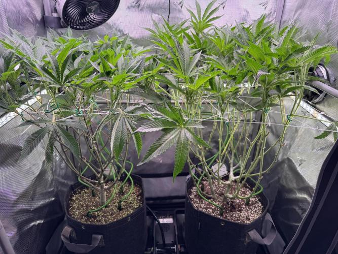 2X3 Baby Yoda & Ice Cream Cake. Week 8 - 1/1