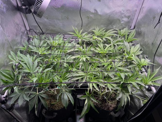 2X3 Baby Yoda & Ice Cream Cake. Week 8 - 1/1