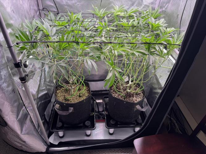 2X3 Baby Yoda & Ice Cream Cake. Week 8 - 1/1