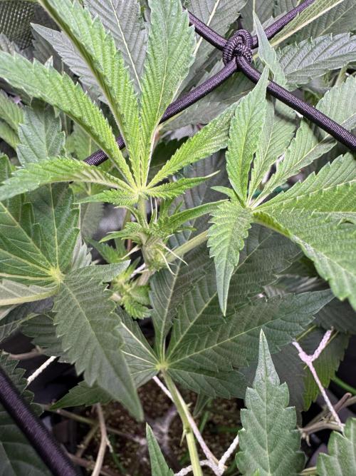 2X3 Baby Yoda & Ice Cream Cake. Week 8 - 1/2. Baby Yoda stacking.