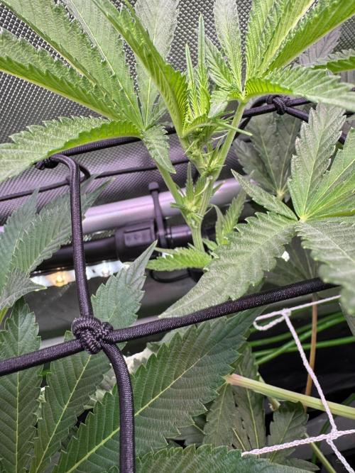 2X3 Baby Yoda & Ice Cream Cake. Week 8 - 1/2.  Ice Cream Cake stacking up nicely.