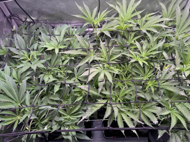 2X3 Baby Yoda & Ice Cream Cake. Week 8 - 1/2