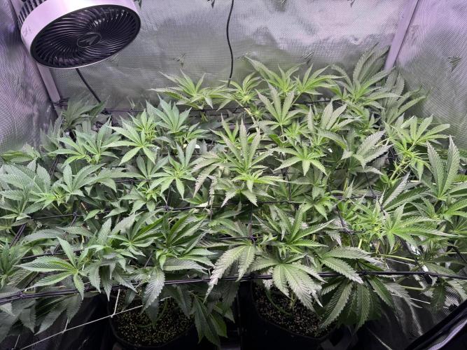 Baby Yoda & Ice Cream Cake. Week 9 - 1/5