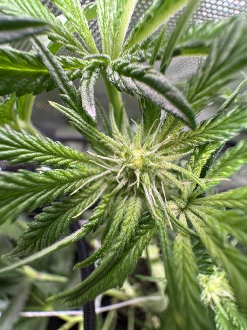 Baby Yoda & Ice Cream Cake. Week 9 - 1/5