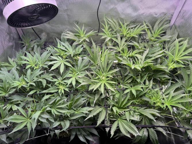 Baby Yoda & Ice Cream Cake. Week 9 - 1/5