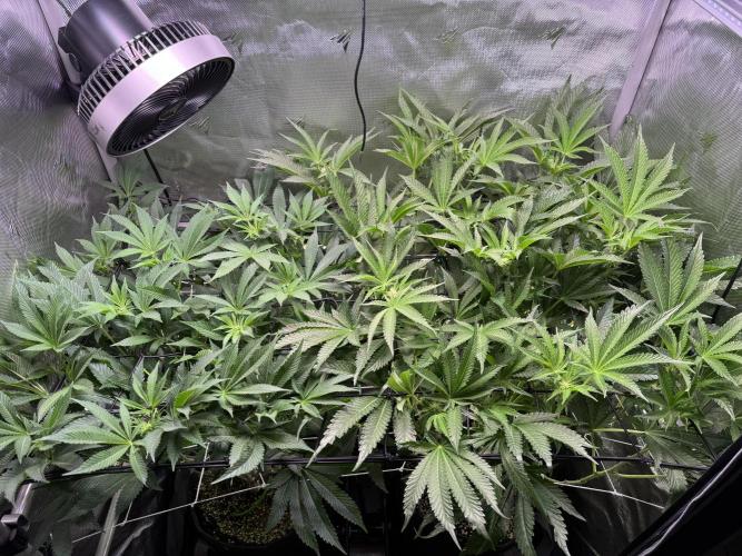 Baby Yoda & Ice Cream Cake. Week 9 - 1/6