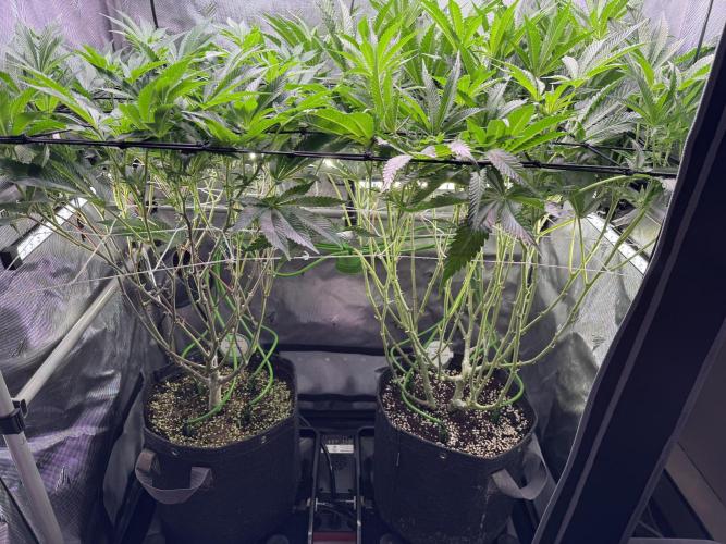 Baby Yoda & Ice Cream Cake. Week 9 - 1/6