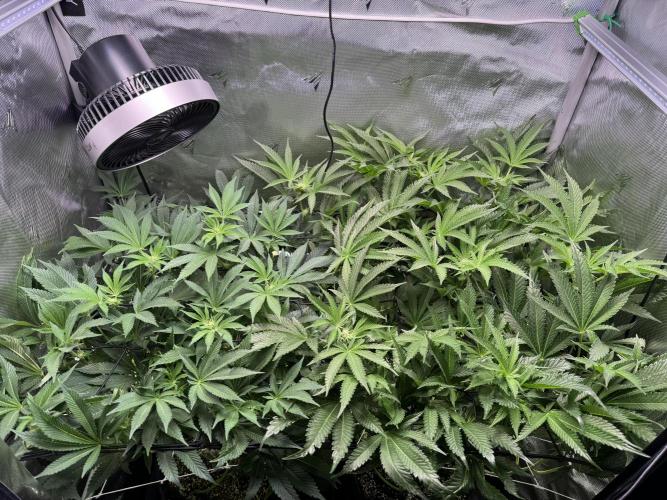 Baby Yoda & Ice Cream Cake. Week 9 - 1/8