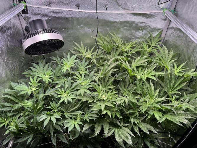 Baby Yoda & Ice Cream Cake. Week 9 - 1/9.  Day 21 flower.