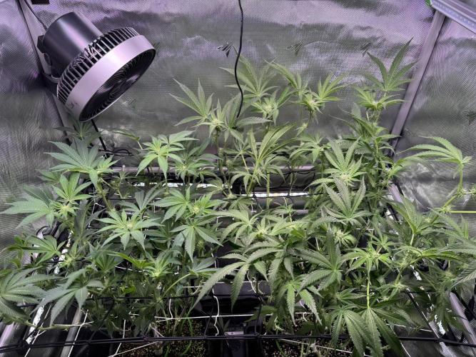 Baby Yoda & Ice Cream Cake. Week 9 - 1/9.  Post defoliation, day 21 flower.