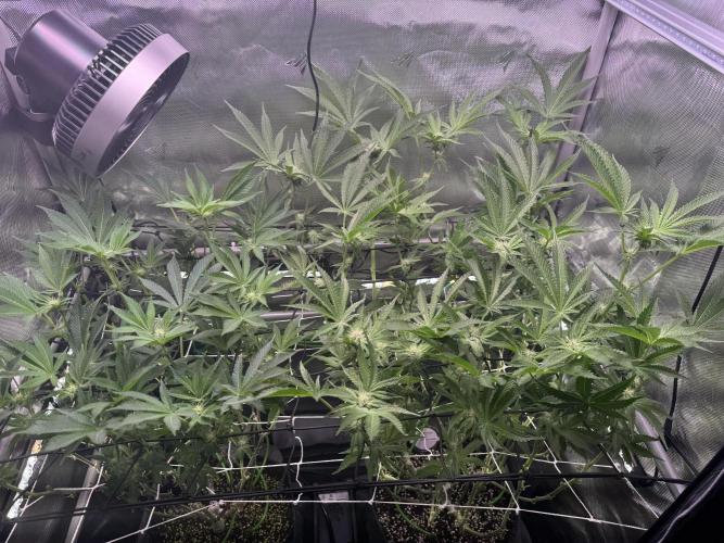 Baby Yoda & Ice Cream Cake. Week 9