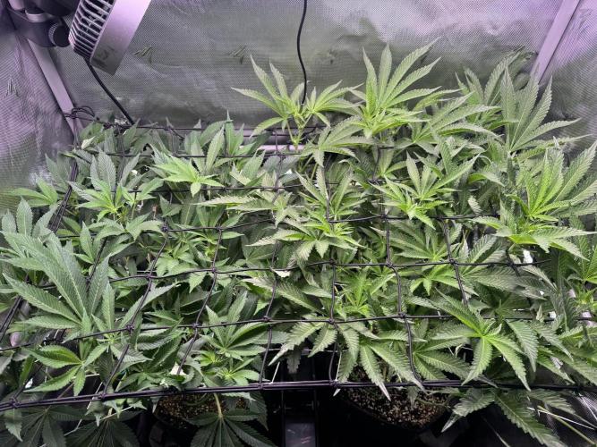 Baby Yoda & Ice Cream Cake. Week 9 - 1/3