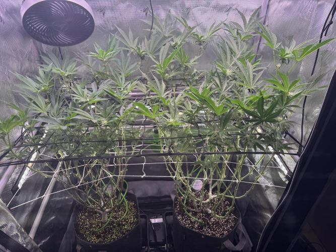 Baby Yoda & Ice Cream Cake. Week 10