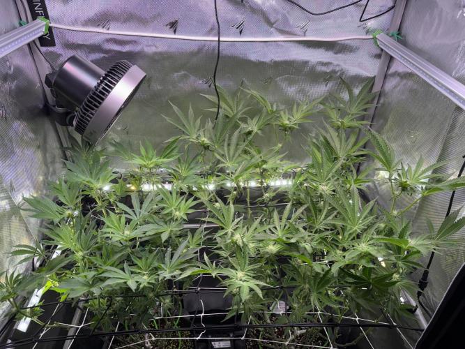 Baby Yoda & Ice Cream Cake. Week 10