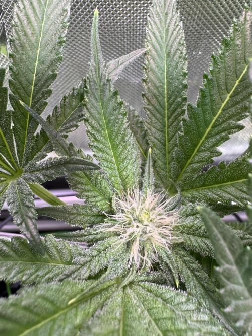 Baby Yoda & Ice Cream Cake. Week 10