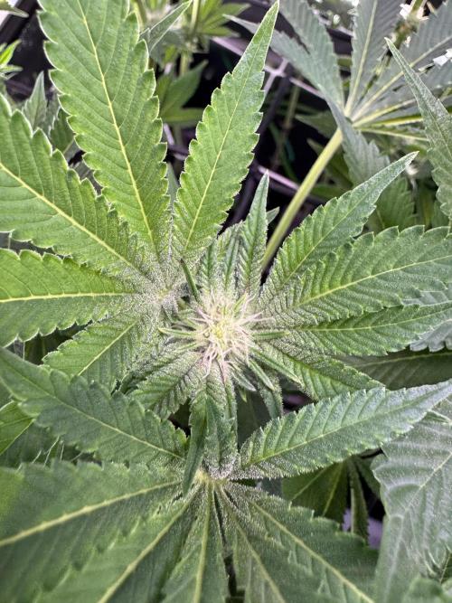 Baby Yoda & Ice Cream Cake. Week 10