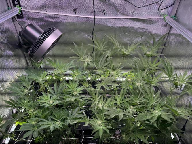 Baby Yoda & Ice Cream Cake. Week 10