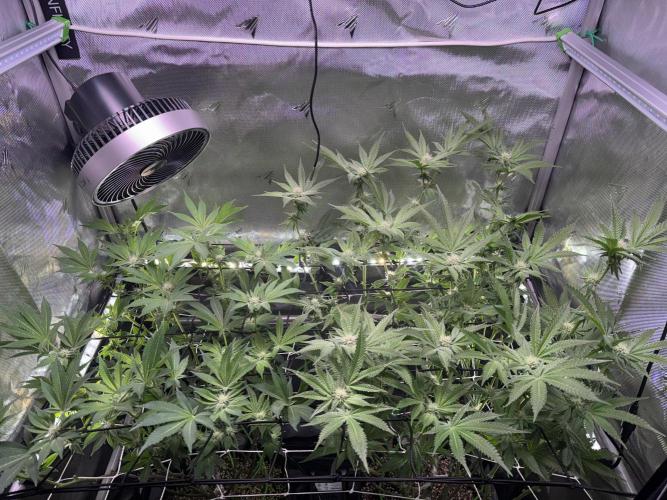 Baby Yoda & Ice Cream Cake. Week 10