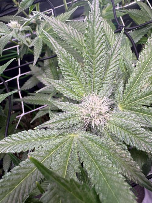 Baby Yoda & Ice Cream Cake. Week 10