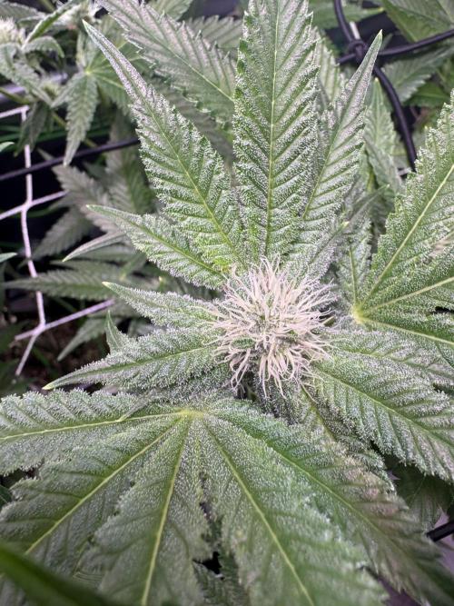 Baby Yoda & Ice Cream Cake. Week 10