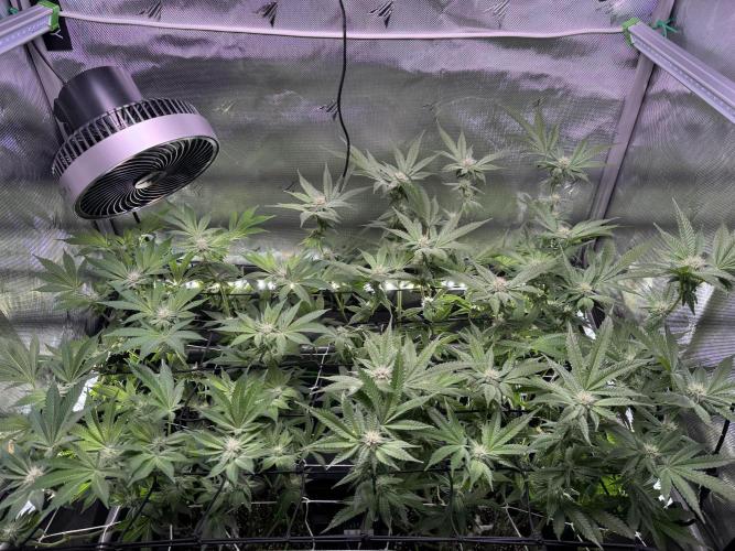 Baby Yoda & Ice Cream Cake. Week 10