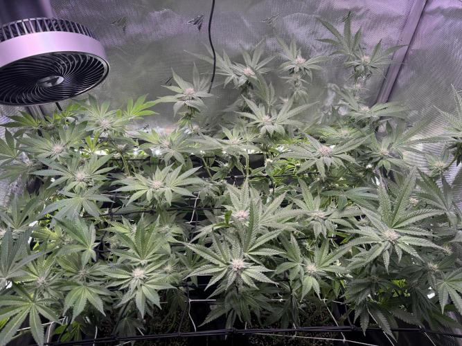 Baby Yoda & Ice Cream Cake. Week 10