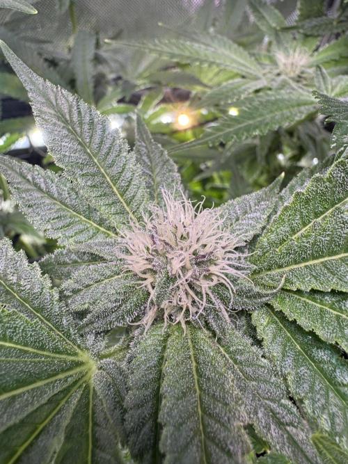 Baby Yoda & Ice Cream Cake. Week 10