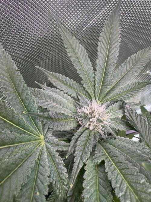 Baby Yoda & Ice Cream Cake. Week 10