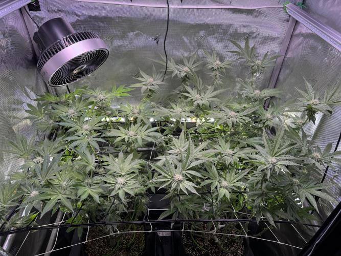 Baby Yoda & Ice Cream Cake. Week 10