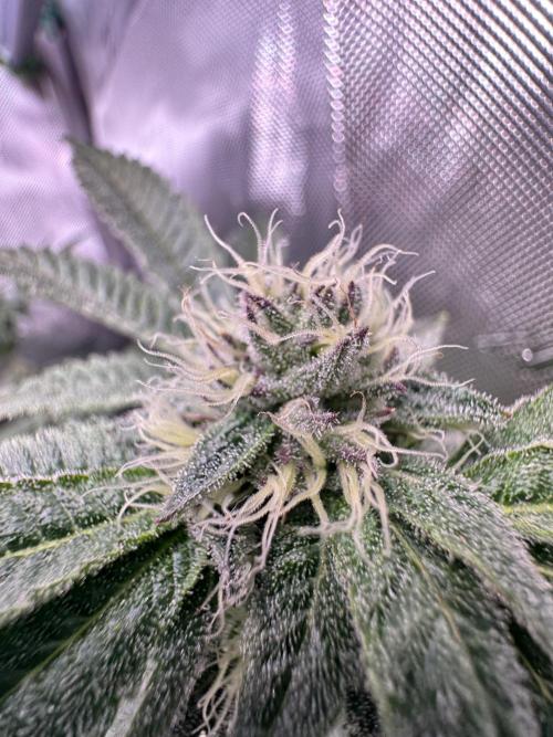 Baby Yoda & Ice Cream Cake. Week 11 - 1/22 Ice Cream Cake