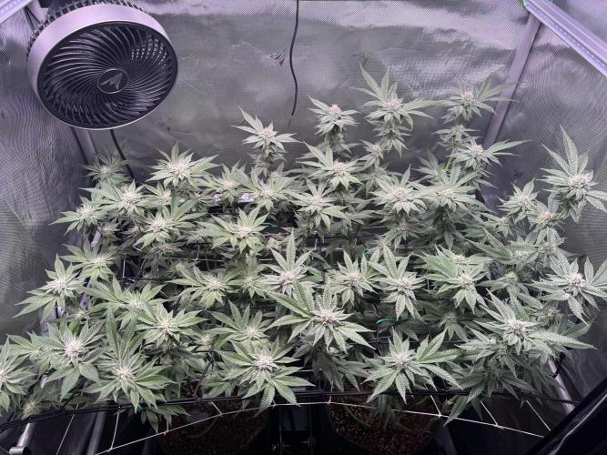 Baby Yoda & Ice Cream Cake. Week 11 - 1/23