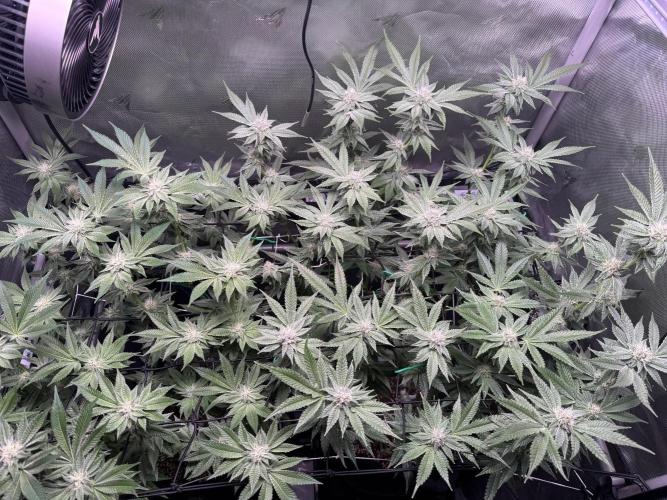 Baby Yoda & Ice Cream Cake. Week 11 - 1/22