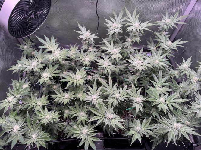 Baby Yoda & Ice Cream Cake. Week 11 - 1/21