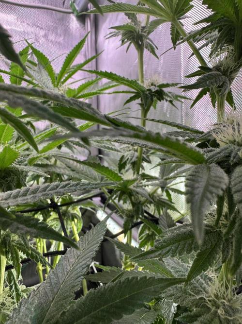 Baby Yoda & Ice Cream Cake. Week 11 - 1/17