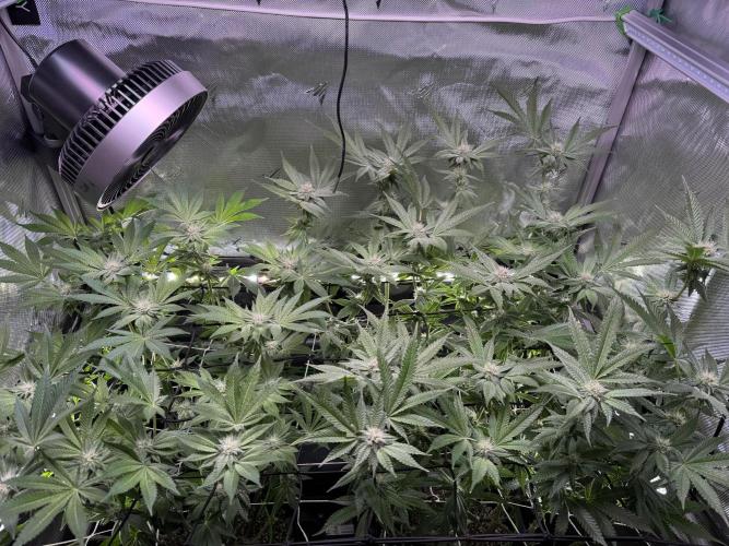 Baby Yoda & Ice Cream Cake. Week 11 - 1/17