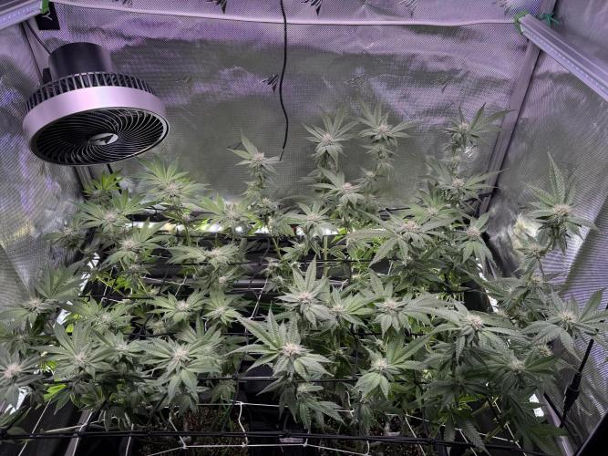 Baby Yoda & Ice Cream Cake. Week 11 - 1/17