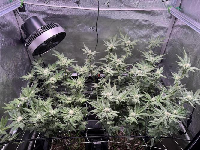 Baby Yoda & Ice Cream Cake. Week 11 - 1/18