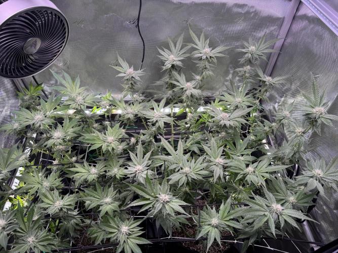 Baby Yoda & Ice Cream Cake. Week 11 - 1/18