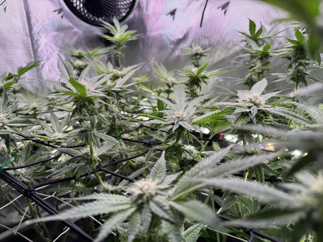 Baby Yoda & Ice Cream Cake. Week 11 - 1/18