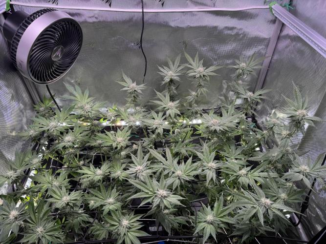 Baby Yoda & Ice Cream Cake. Week 11 - 1/18