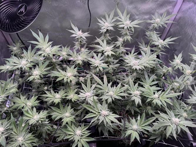 Baby Yoda & Ice Cream Cake. Week 11 - 1/19