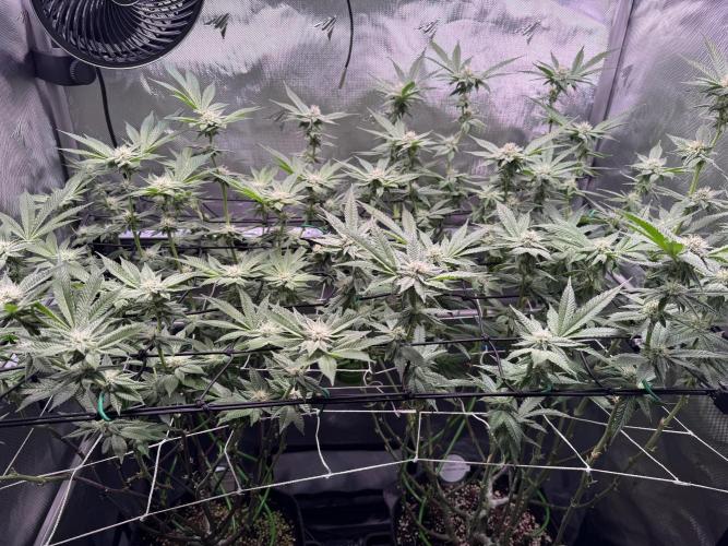 Baby Yoda & Ice Cream Cake. Week 11 - 1/19