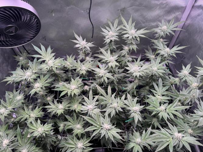 Baby Yoda & Ice Cream Cake. Week 11 - 1/20