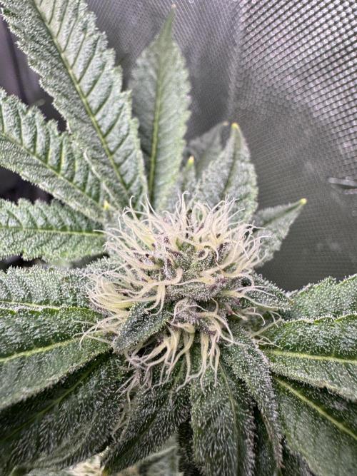 Baby Yoda & Ice Cream Cake. Week 11 - 1/21 Ice Cream Cake