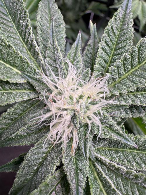 Baby Yoda & Ice Cream Cake. Week 11 - 1/21 Baby Yoda