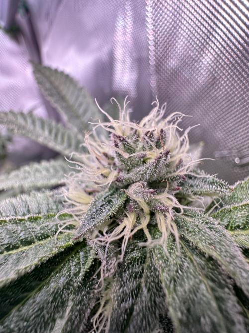 Baby Yoda & Ice Cream Cake. Week 11 - 1/23 Ice Cream Cake