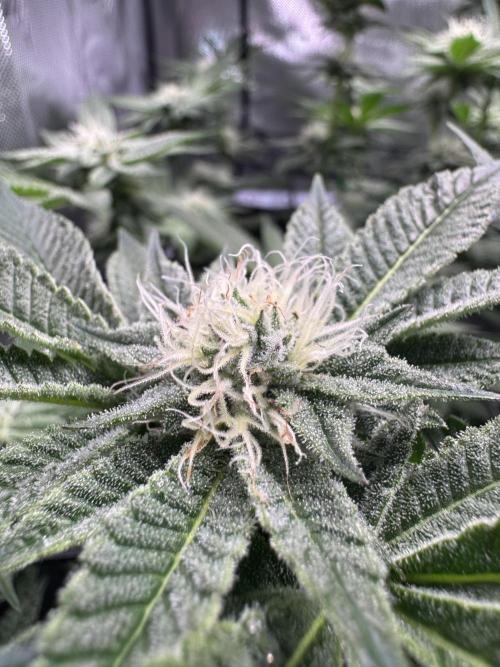 Baby Yoda & Ice Cream Cake. Week 11 - 1/23 Baby Yoda