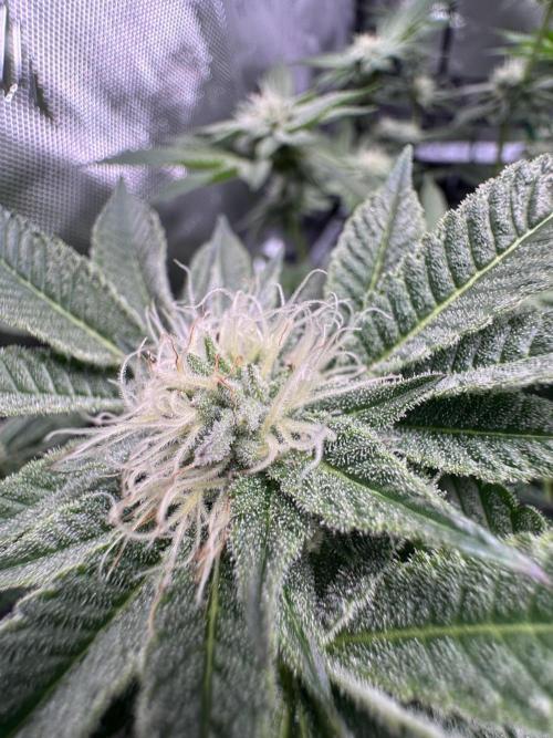 Baby Yoda & Ice Cream Cake. Week 11 - 1/23 Baby Yoda