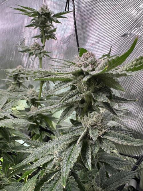 Baby Yoda & Ice Cream Cake. Week 12